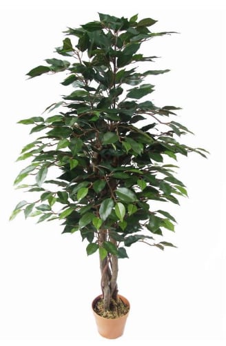 ficus