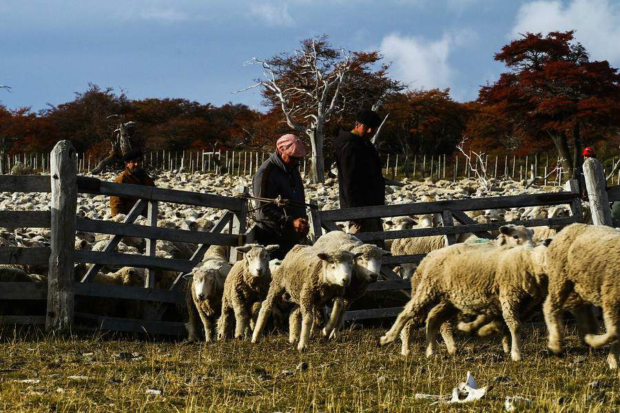 arreo de ovejas magallanes