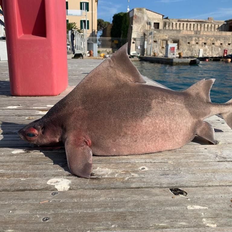 tiburón rugoso "pez cerdo"