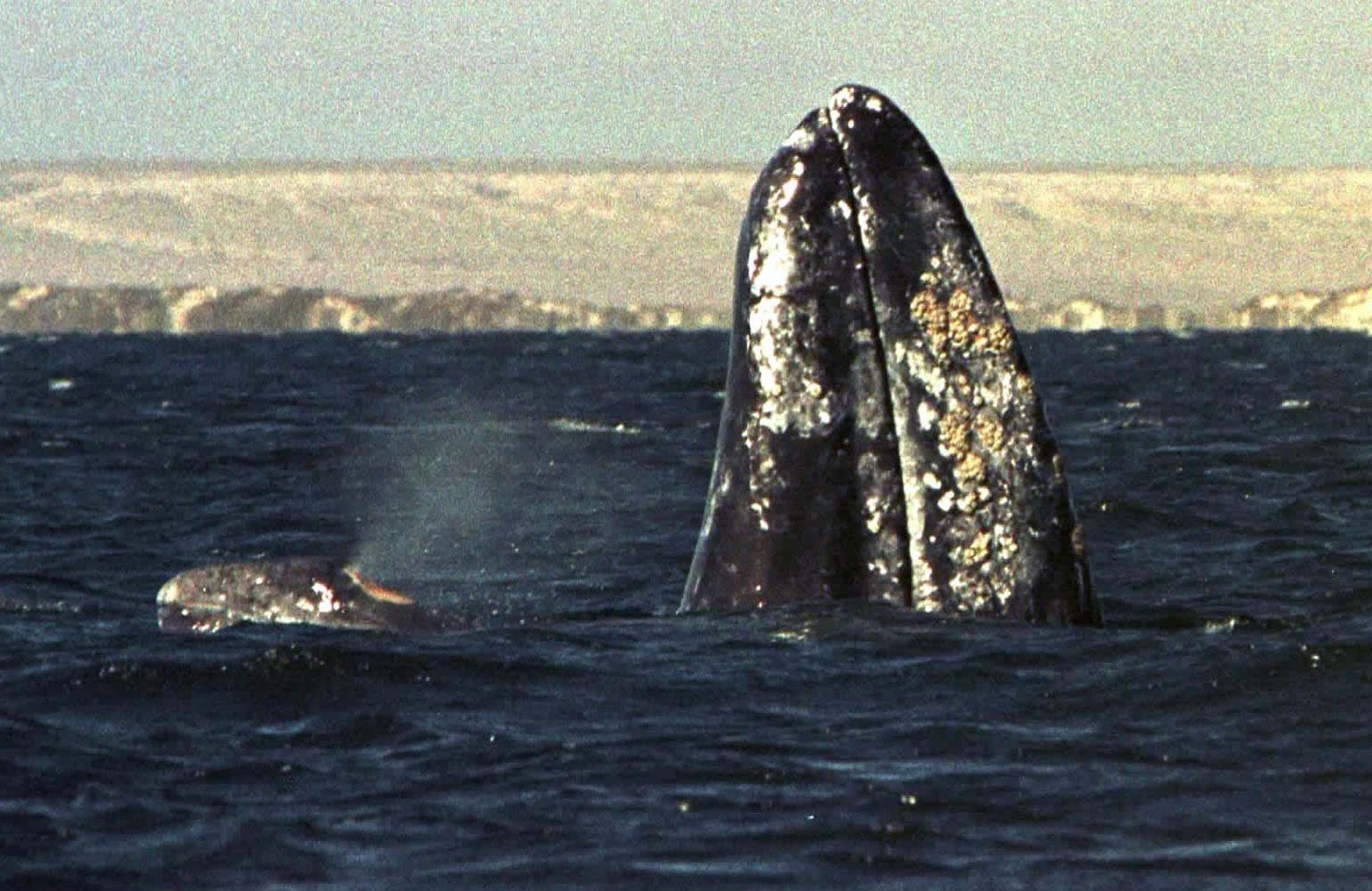 FILE PHOTO OF GREY WHALES.