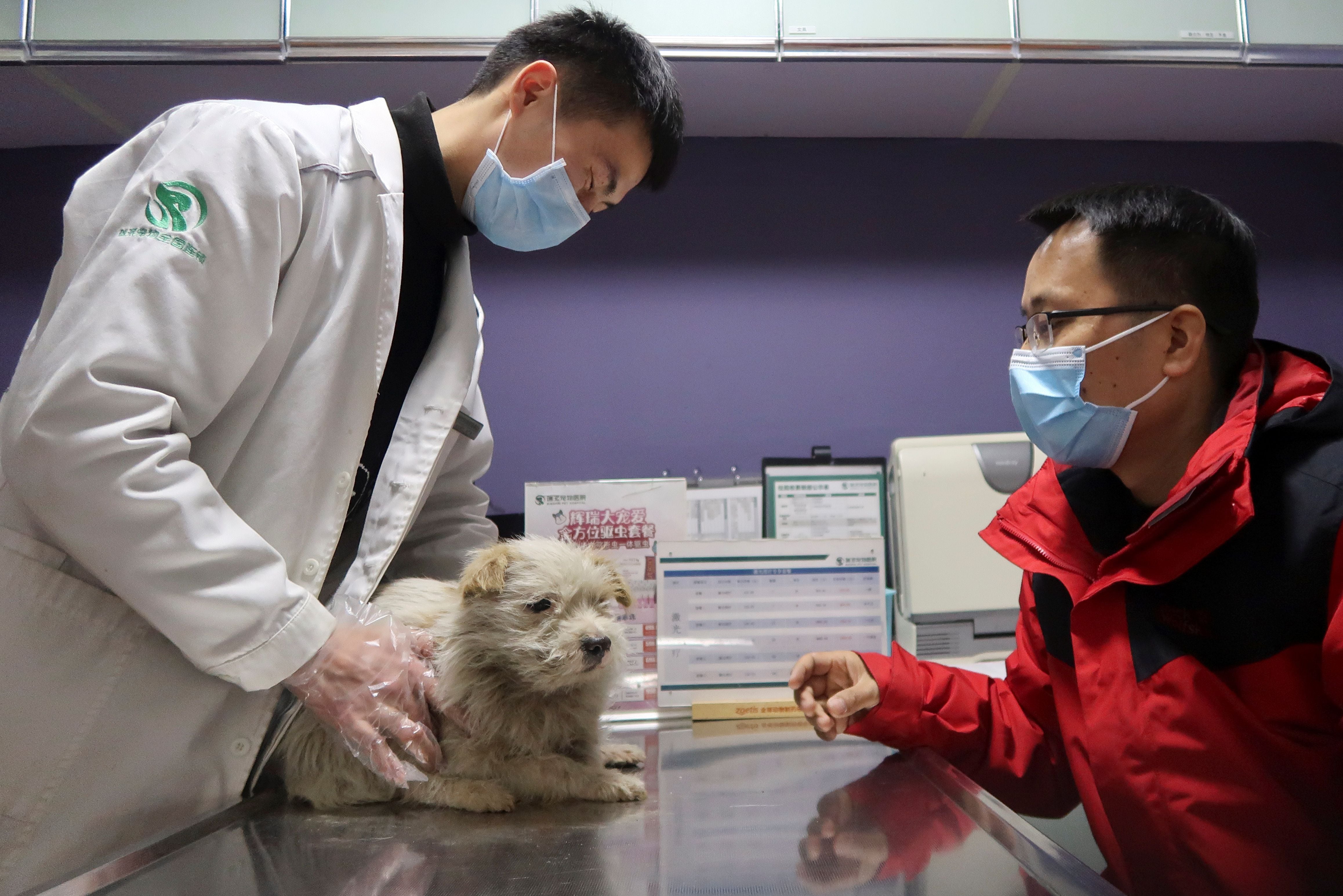 Du Fan looks on as a vet assesses a stray dog in Wuhan