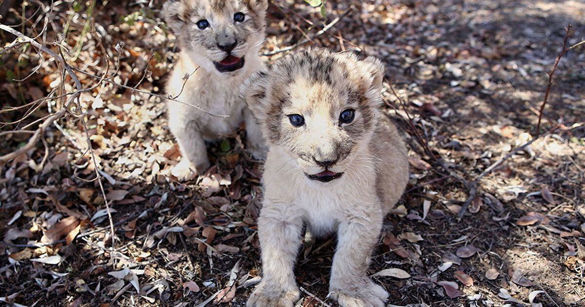 Nacen en Sudáfrica los primeros leones concebidos por inseminación  artificial - La Tercera