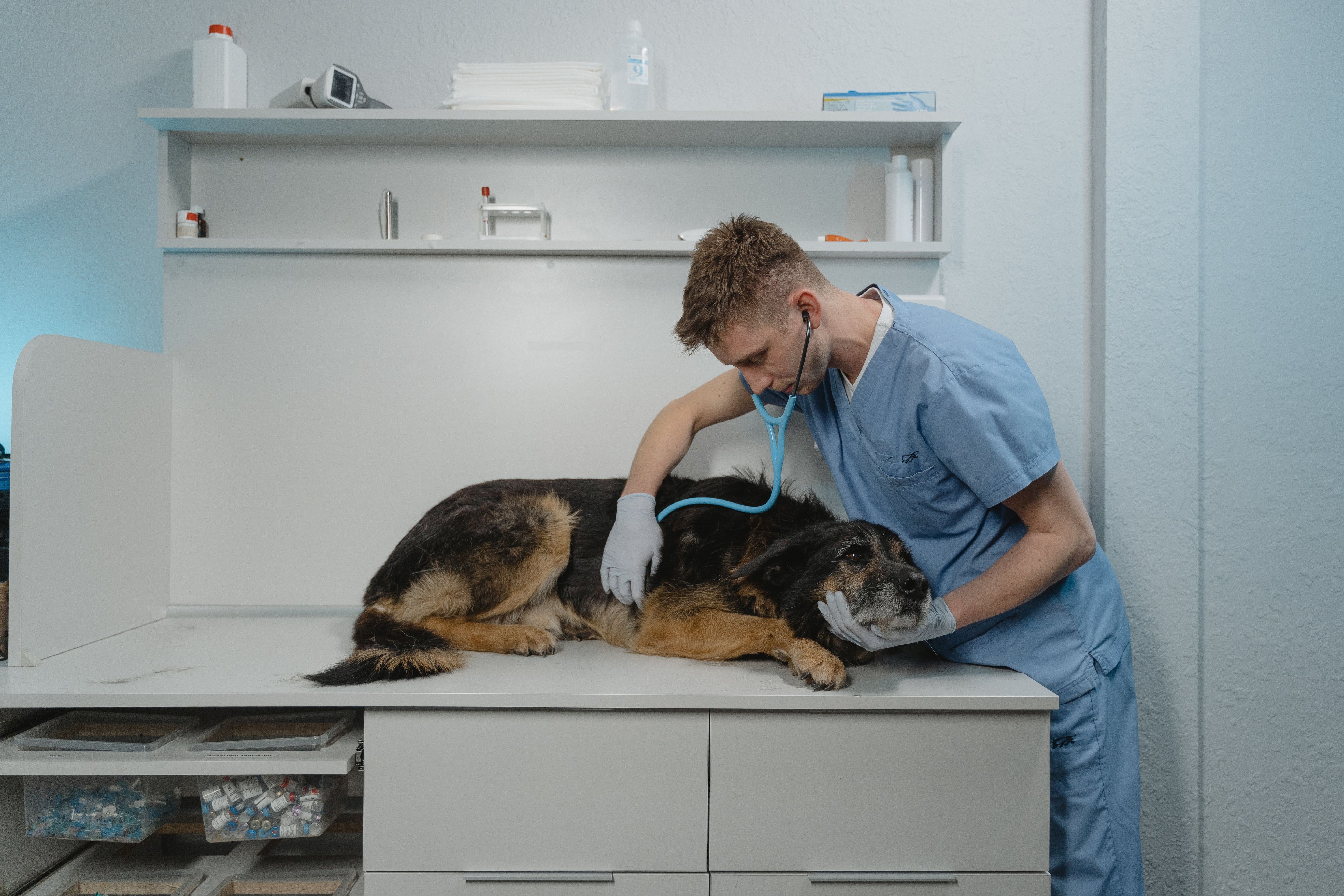 pueden los humanos contraer brucelosis canina