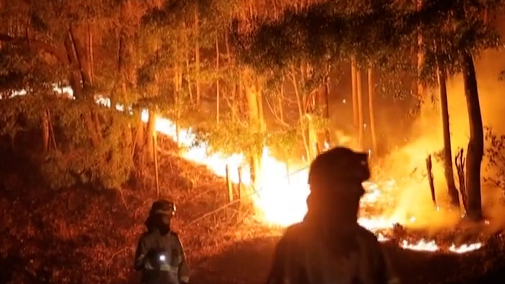 Organismo en incendios