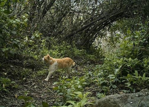 gato doméstico