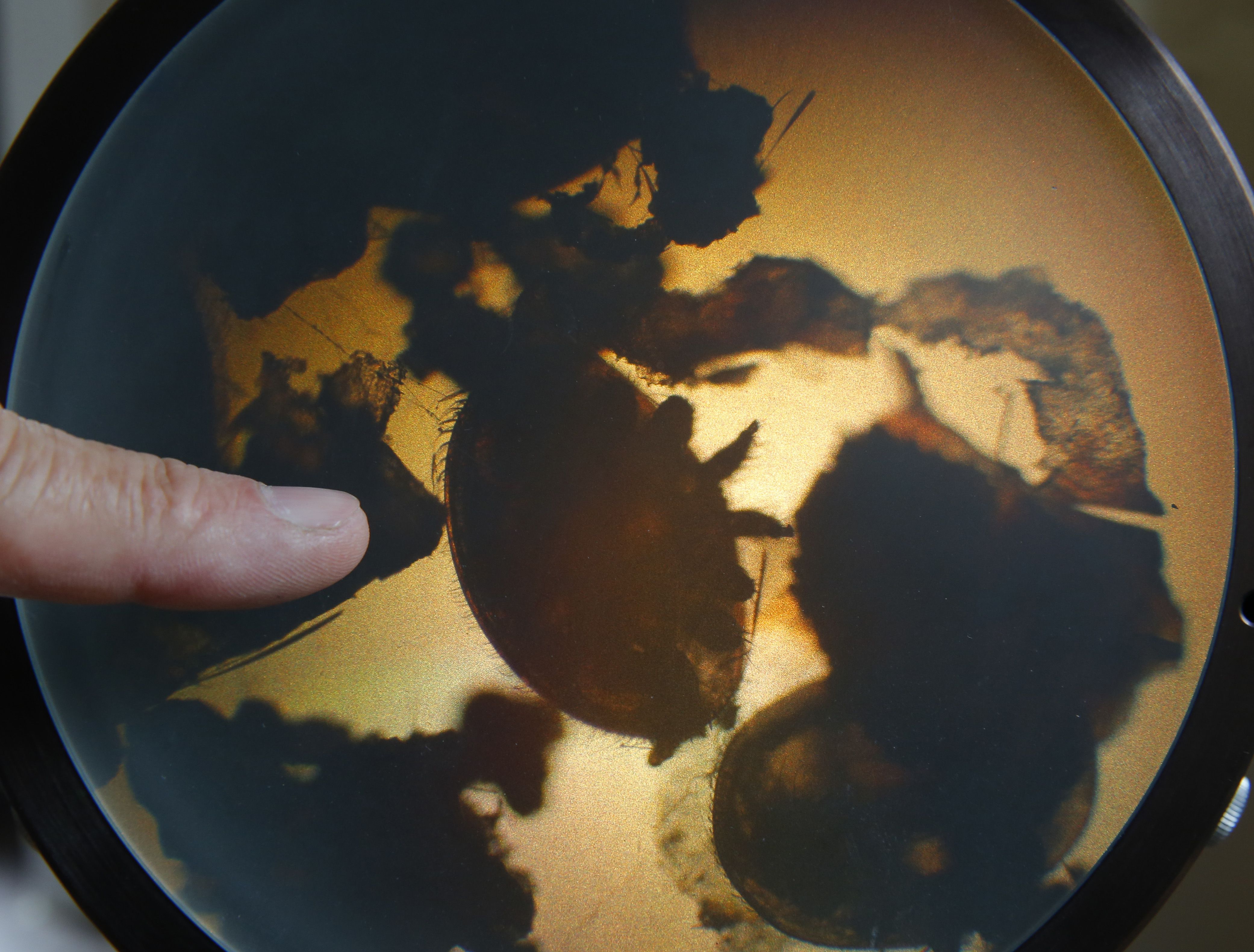 Experts inspect a mite, a common parasite for bees, at the Apiarian Research Centre in Godollo