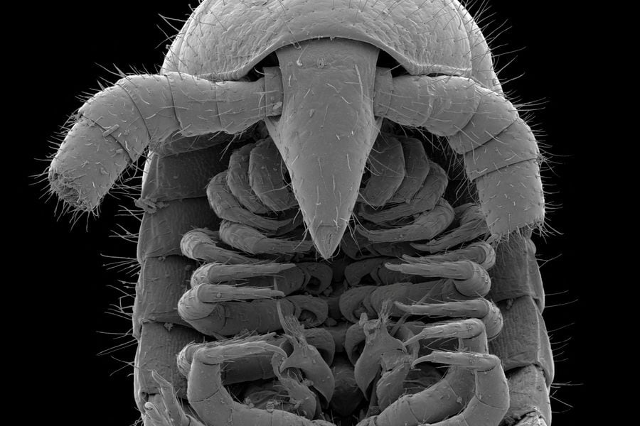 Una maravilla de la evolución”: Por primera vez descubren un milpiés con  1.000 pies, una sorprendente criatura subterránea con 1.306 patas - La  Tercera