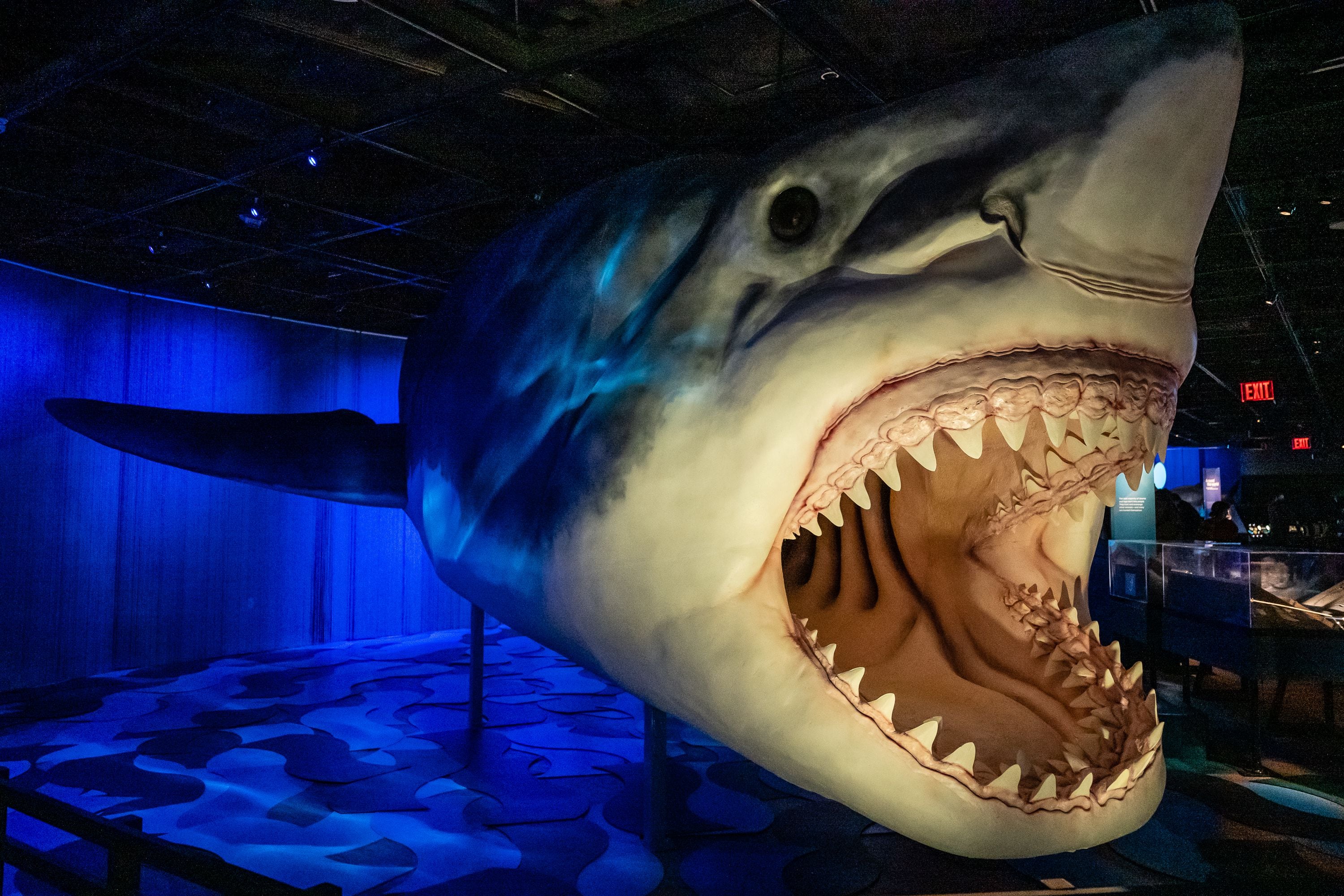 NY:Shark opens at the American Museum of Natural History