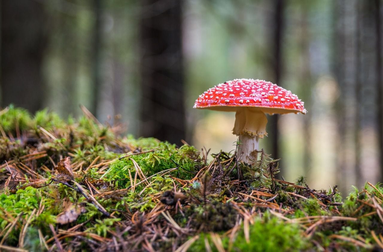 Un estudio realizado por investigadores de la Universidad de Oxford, analizó el efecto de la psilocibina, una sustancia que contienen los hongos, que podría ayudar con tratamientos de salud mental y estaría disponible para la próxima década.