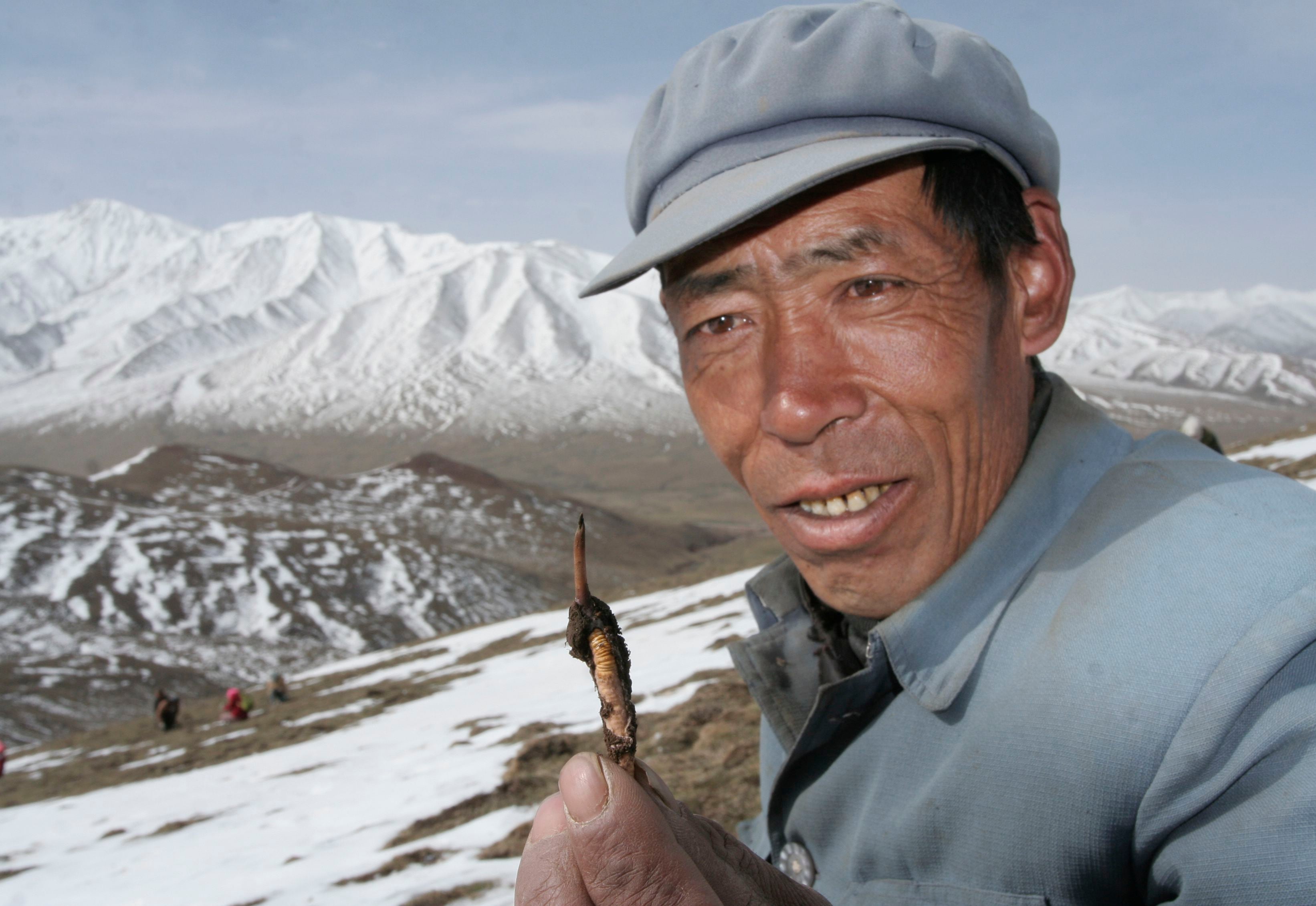 A local resident displays a caterpillar fungus, a traditional Tibetan medicine now popular in China and across the world, on the Laji mountains of Guide County