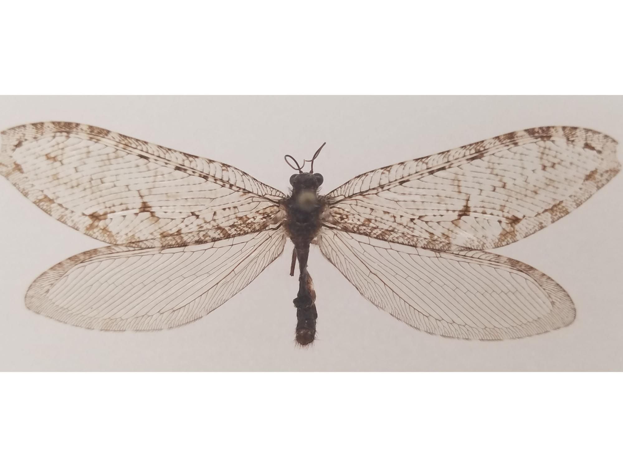 Este Polystoechotes punctata  o crisopa gigante fue recolectado en Fayetteville, Arkansas