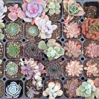 Mirada Paula: cultivar cactus y suculentas