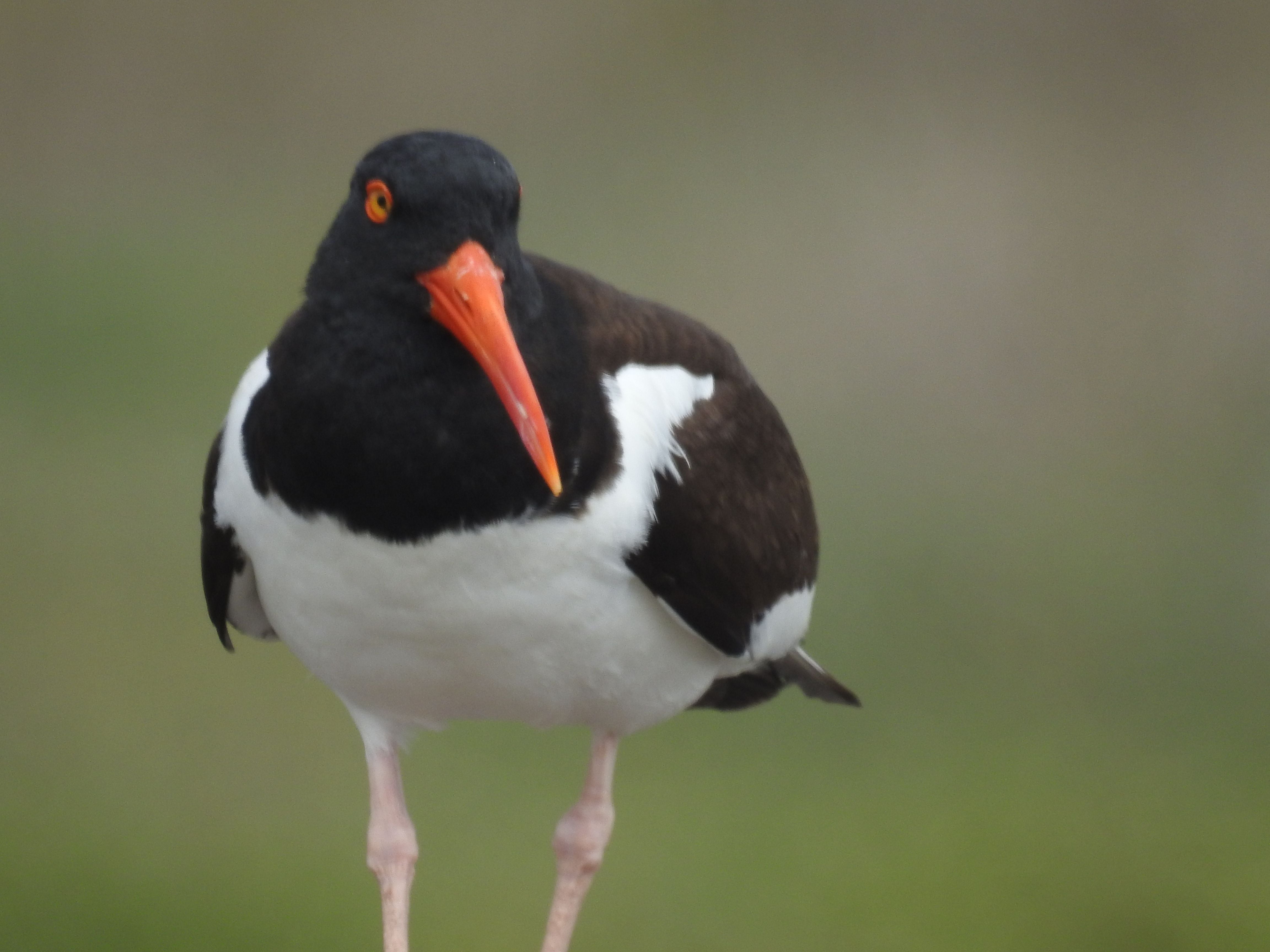 Al rescate de mítica ave chilena: Plan de conservación permite que especie vuelva a tener crías tras cuatro años