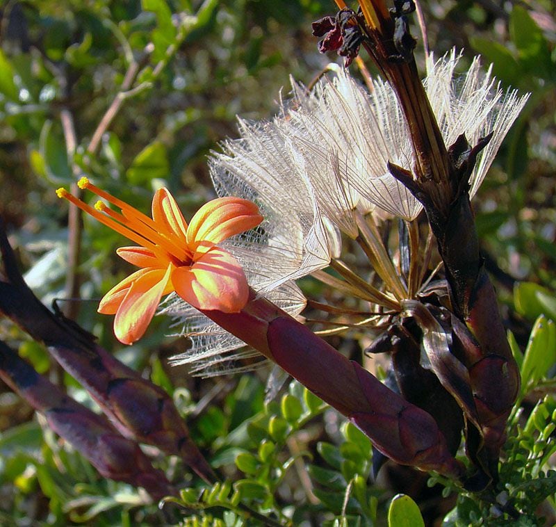 Chinchircuma