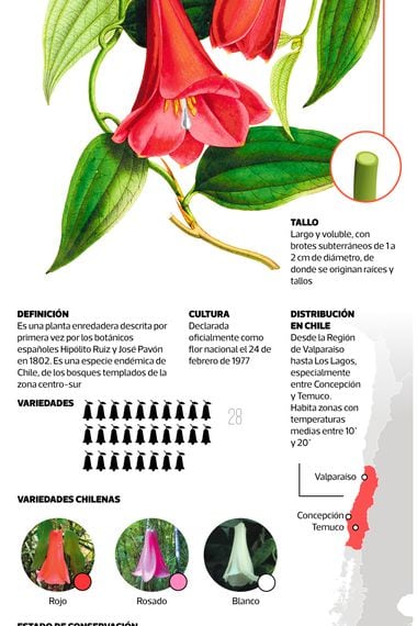 El copihue, la última víctima de la sequía en Chile - La Tercera