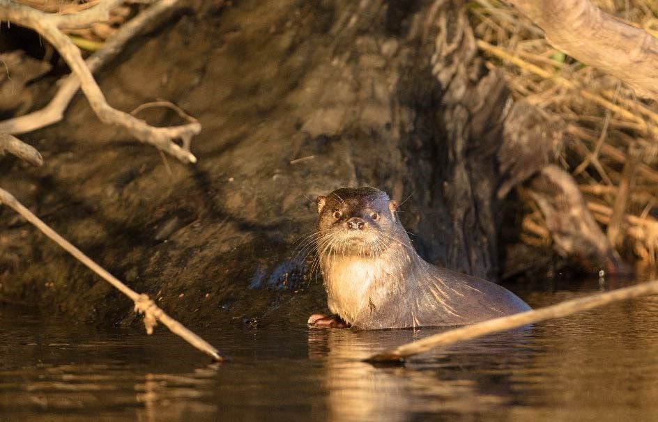 Lagos Huillinco y Cucao, los dos nuevos Santuarios de la Naturaleza de Chiloé