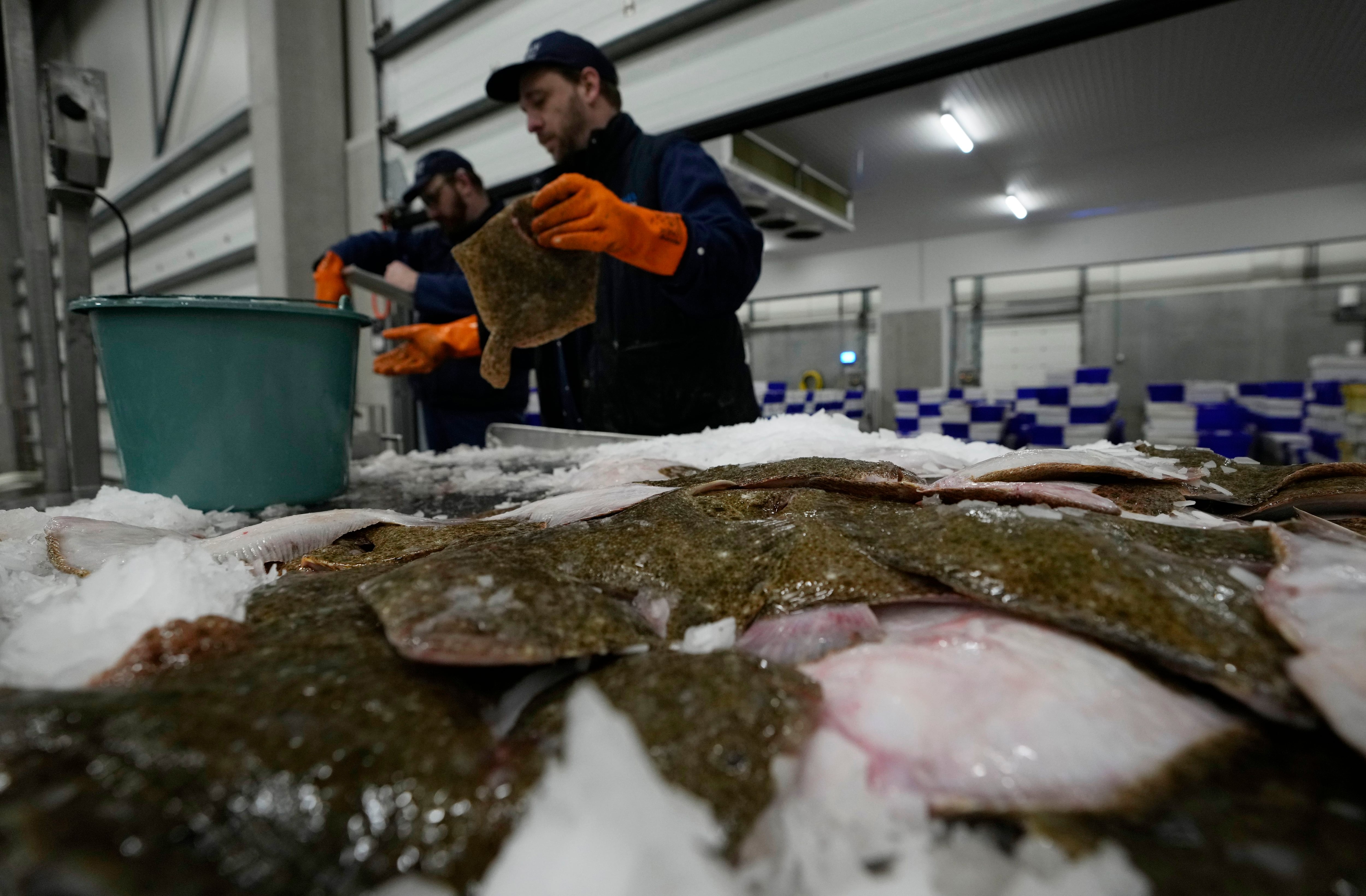 Un trabajador evaluando la calidad de los pescados en una pescadera de Ostend, Bélgica. Foto: AP.