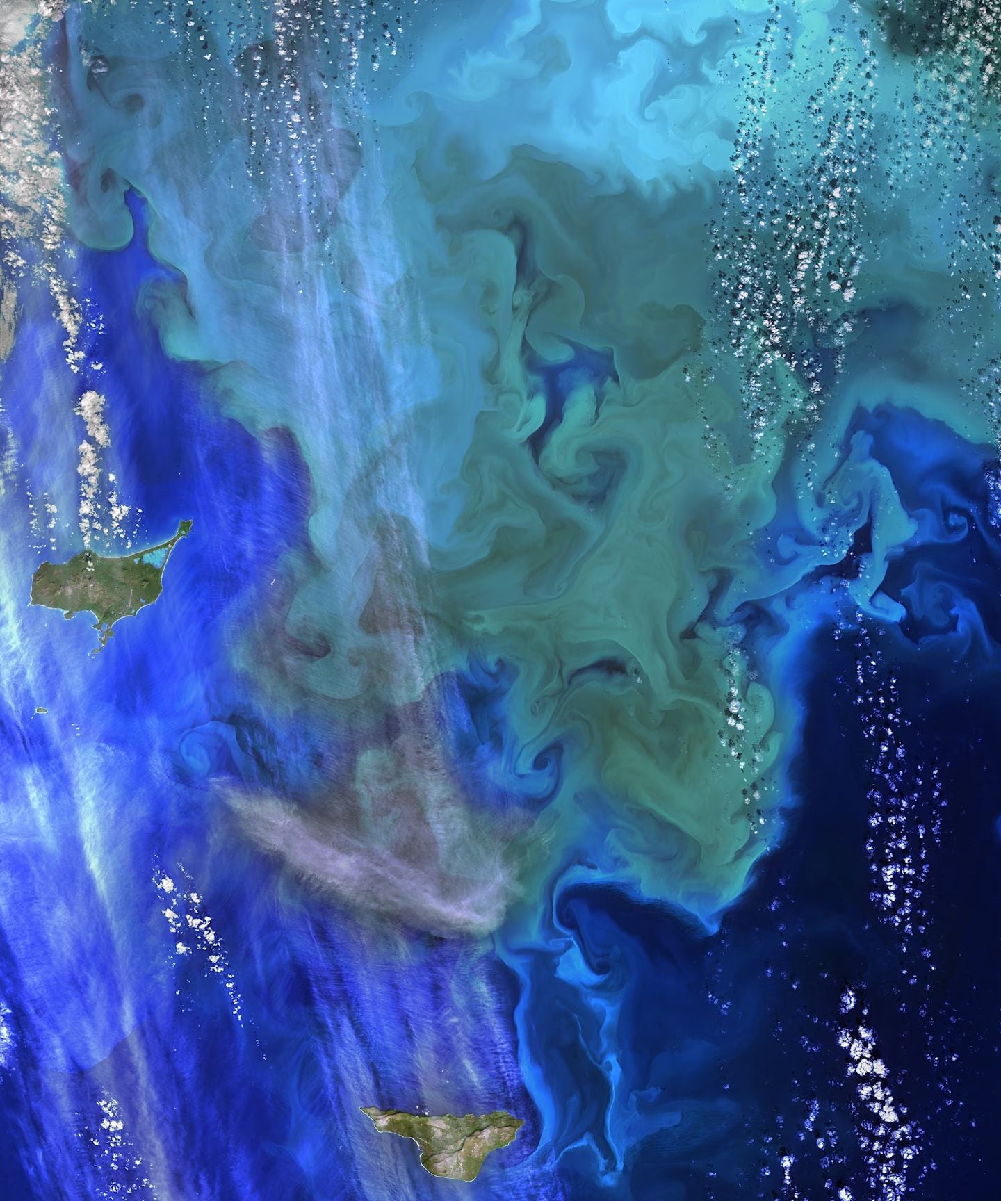 Phytoplankton