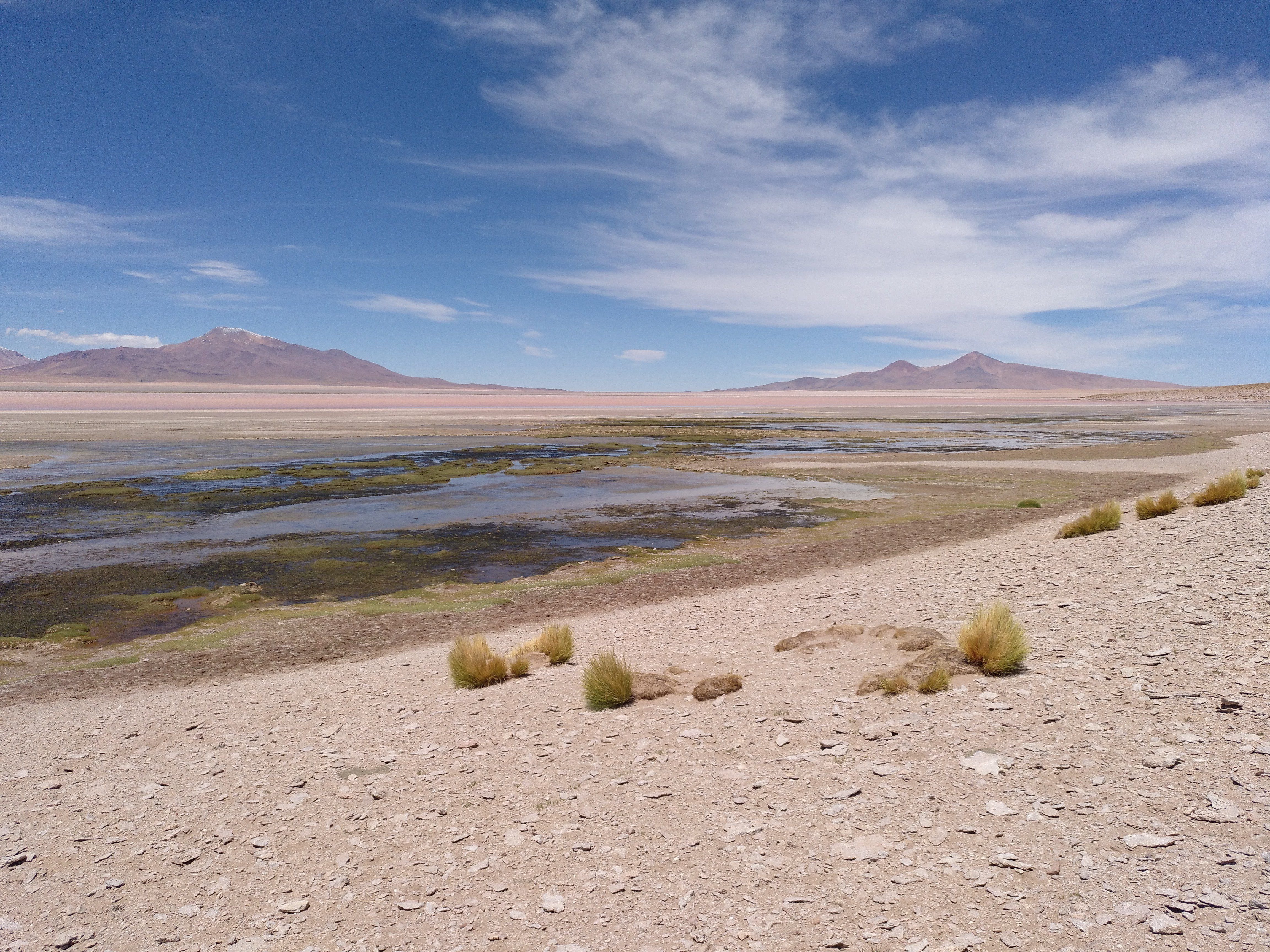 gato del desierto