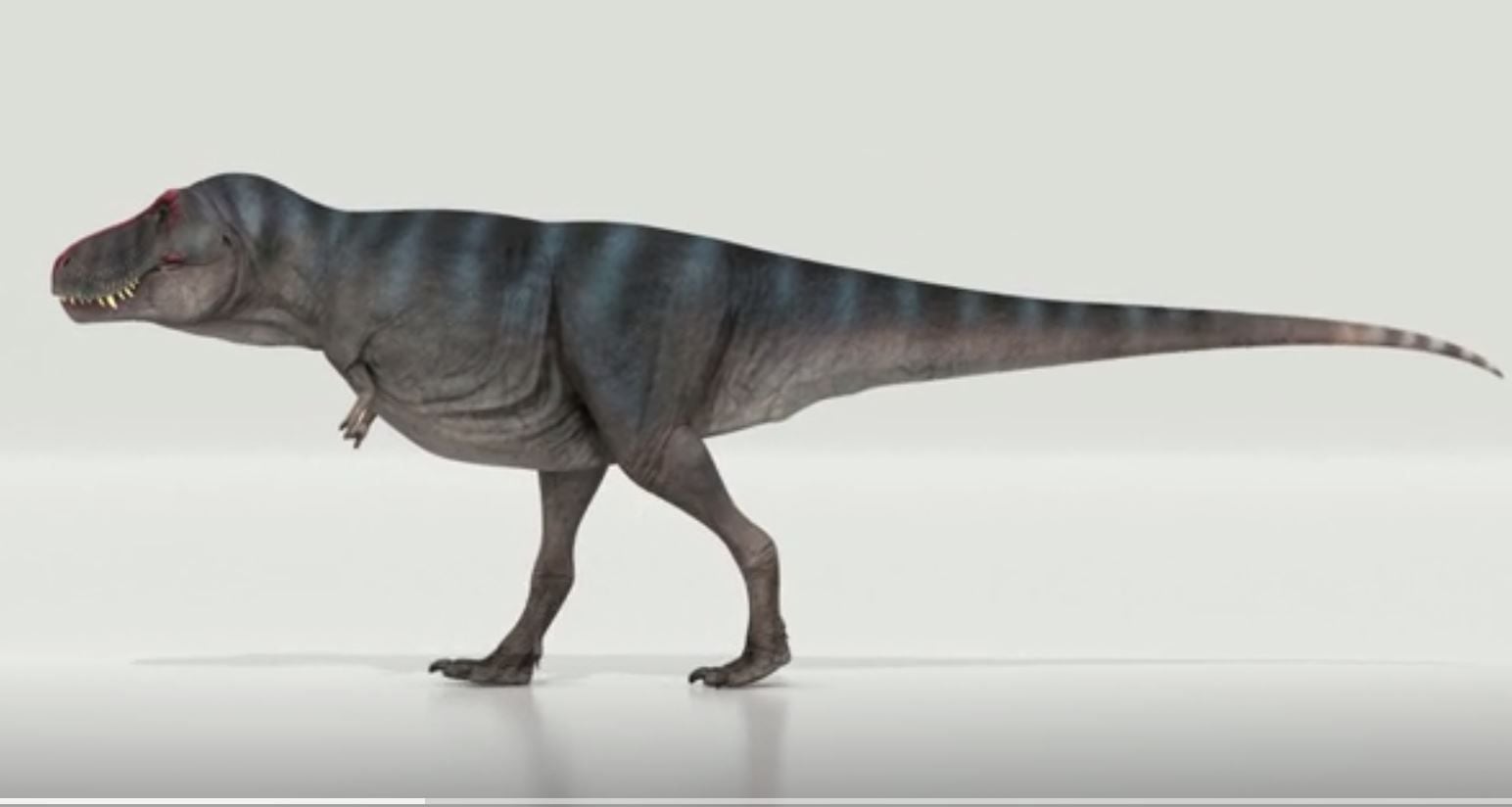 El 'Tiranosurus Rex' caminaba a la velocidad del ser humano