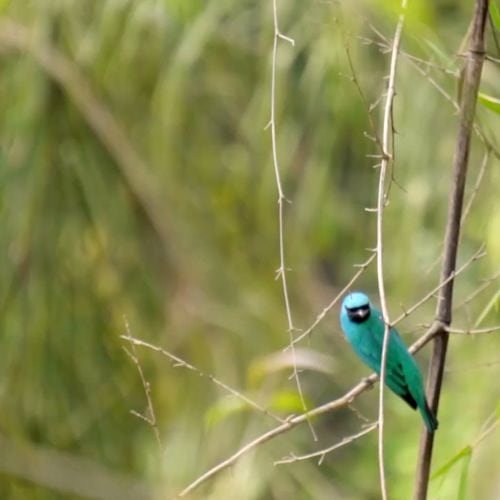 Informe del Fondo Mundial para la Naturaleza.