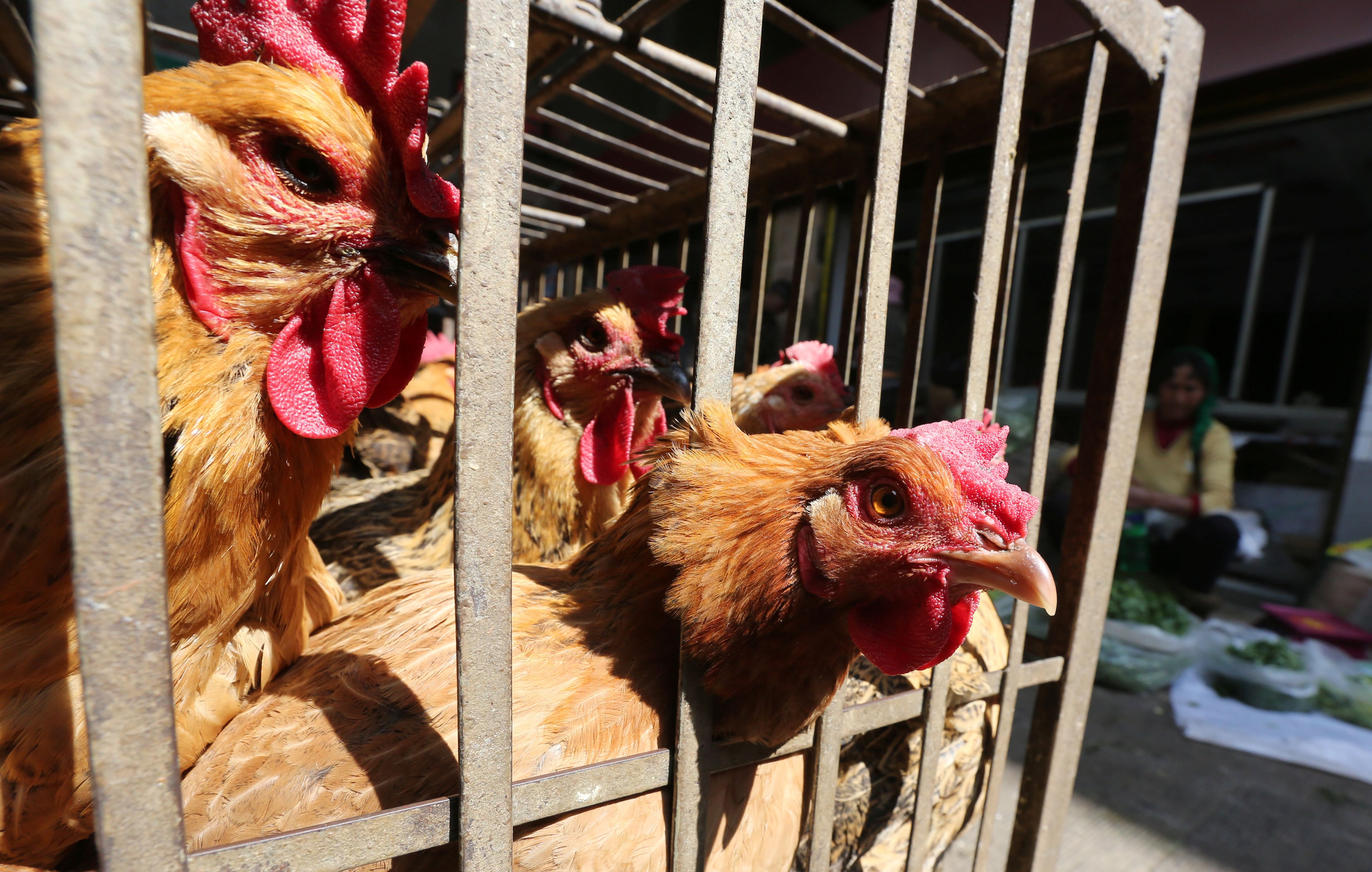 Chickens are seen in a livestock market before the market asked to stop trading on March 1 in prevention of bird flu transmission, in Kunming