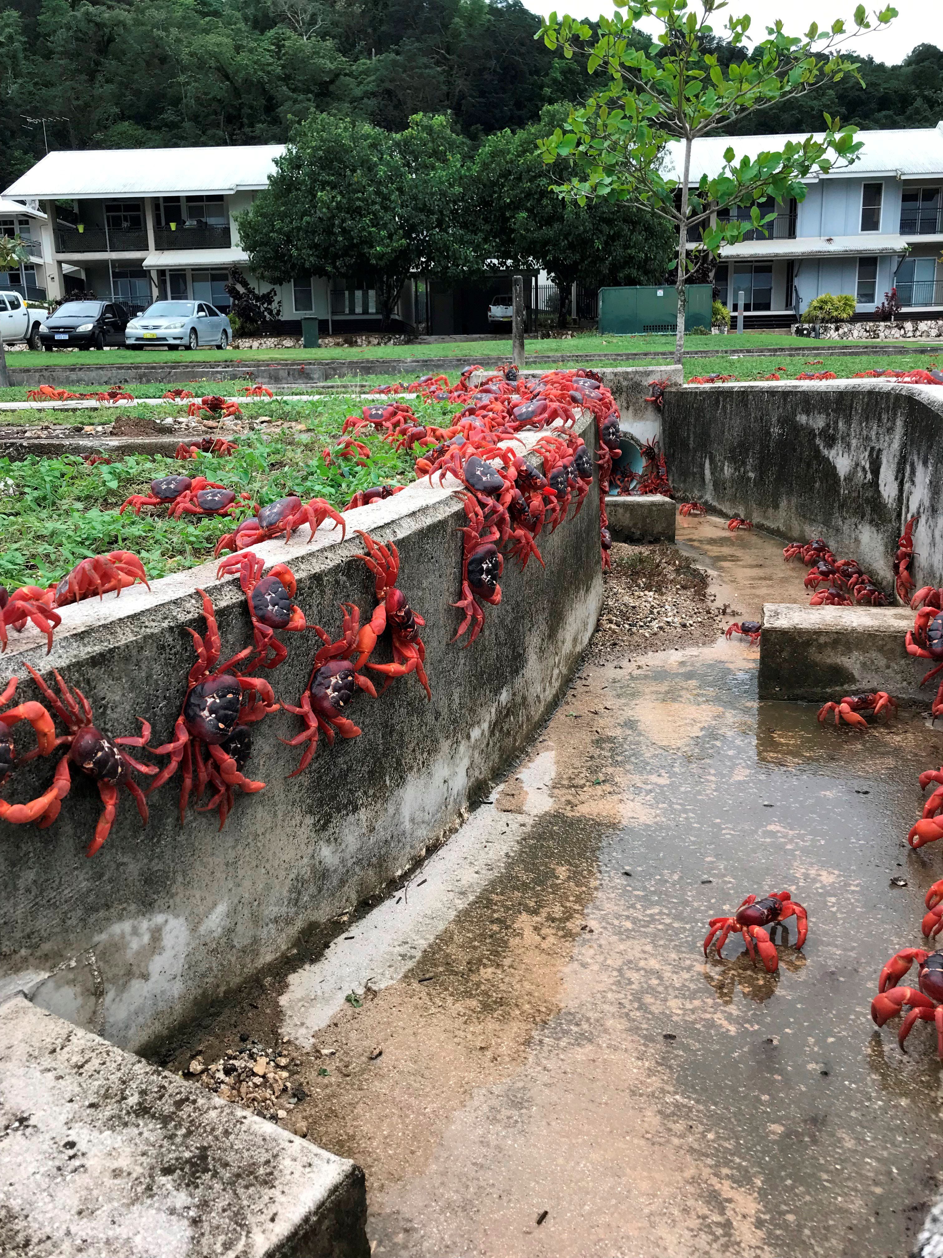 Cangrejos rojos en migración hacia el océano en la Isla de Navidad