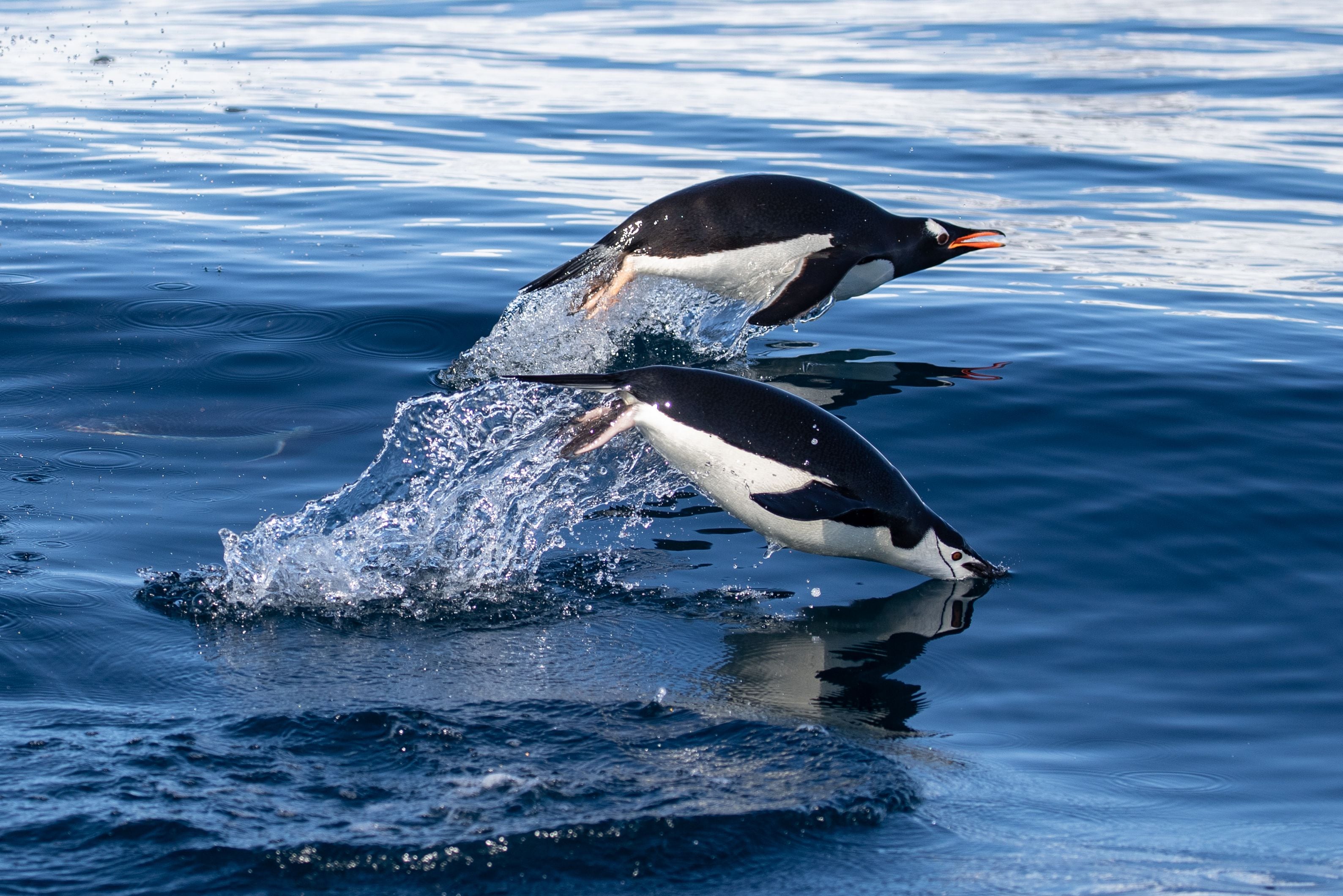 ANTARTICA / NO USAR NATGEO