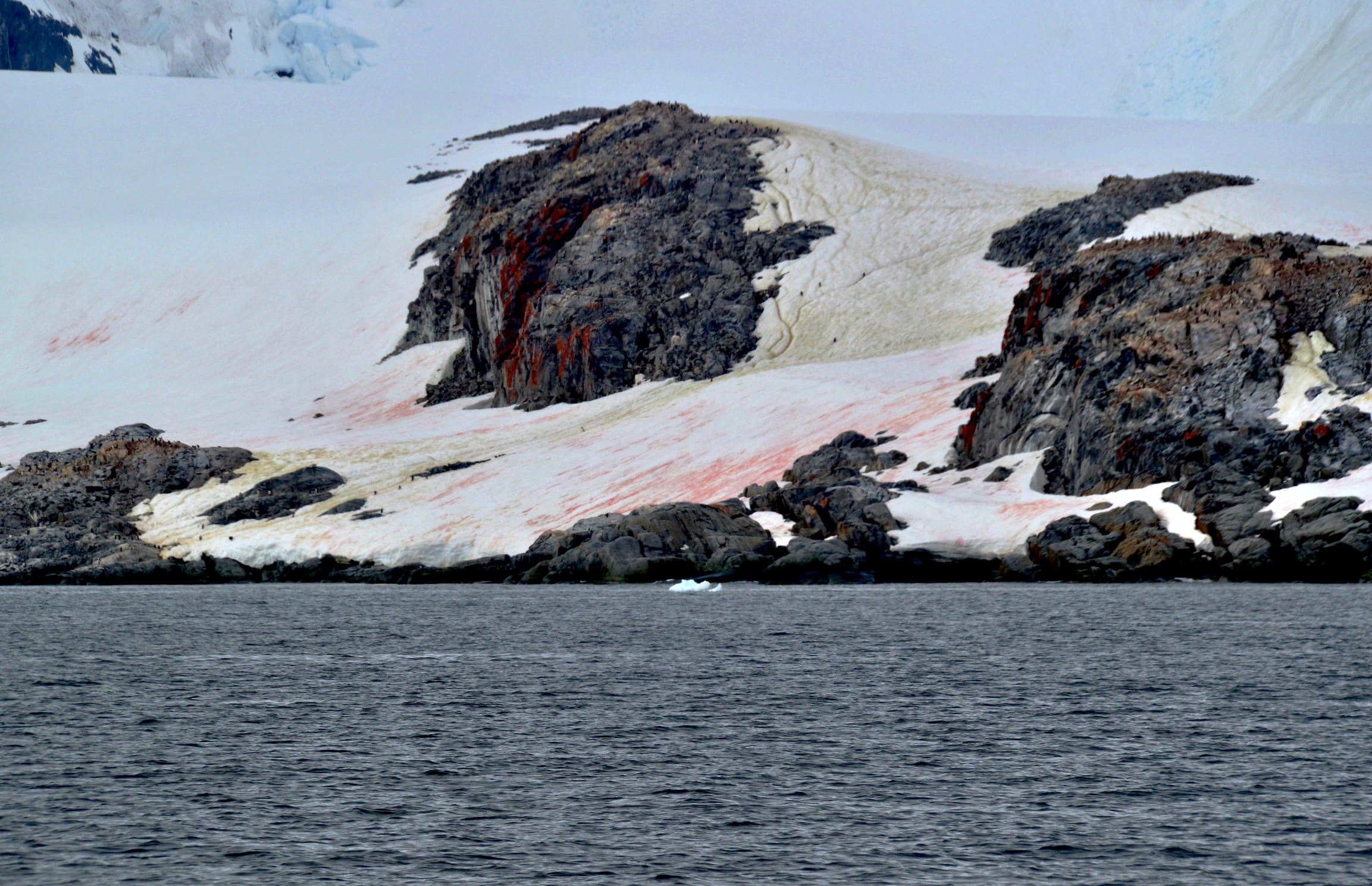 Algas de nieve Aantártica