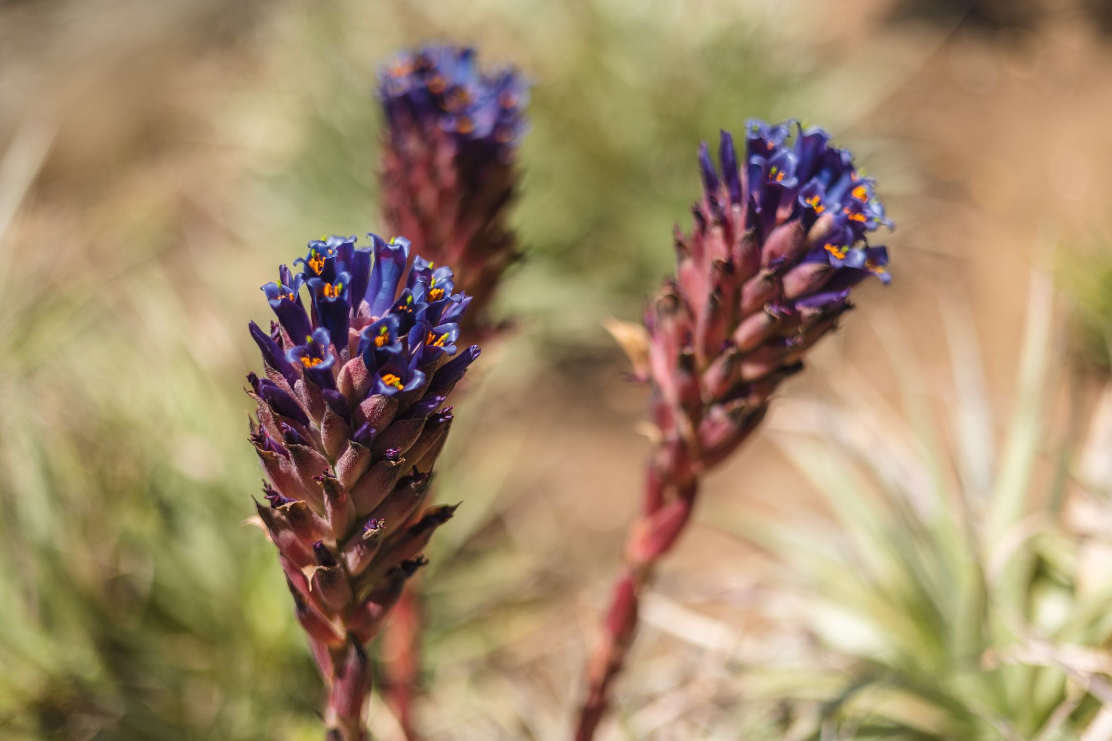 Puya venusta