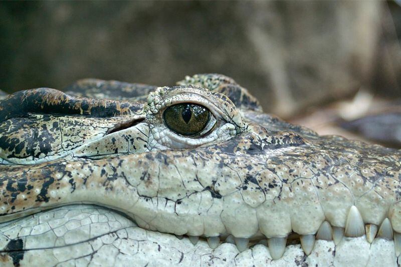 Científica es devorada por el cocodrilo que estudiaba - La Tercera