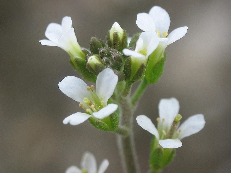 Arabidopsis thaliana