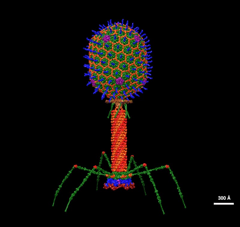 Modelo estructural a resolución atómica del bacteriófago T4