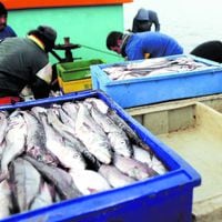 “Peces, crustáceos y moluscos son seres sintientes”: ONG vegetariana defiende indicación en Ley de Pesca