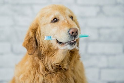 Perro dientes cepillado aseo cuidado