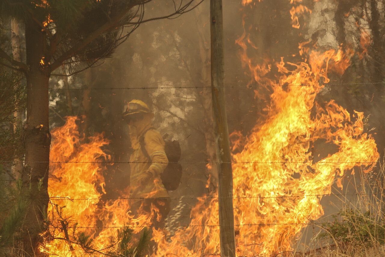 Brigadista forestal muere por caída de un árbol