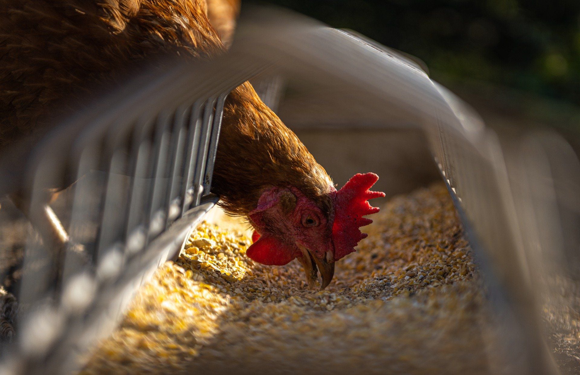 Más proteínas, menos grasas y sal: científicos chilenos desarrollan superalimento para que gallinas produzcan huevos más sanos