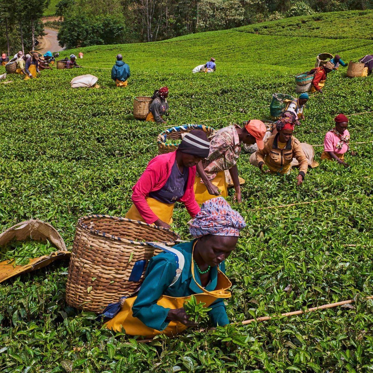 Plantaciones de té