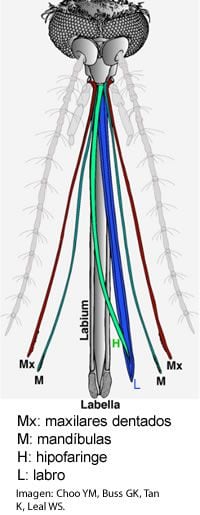 mosquito tromba