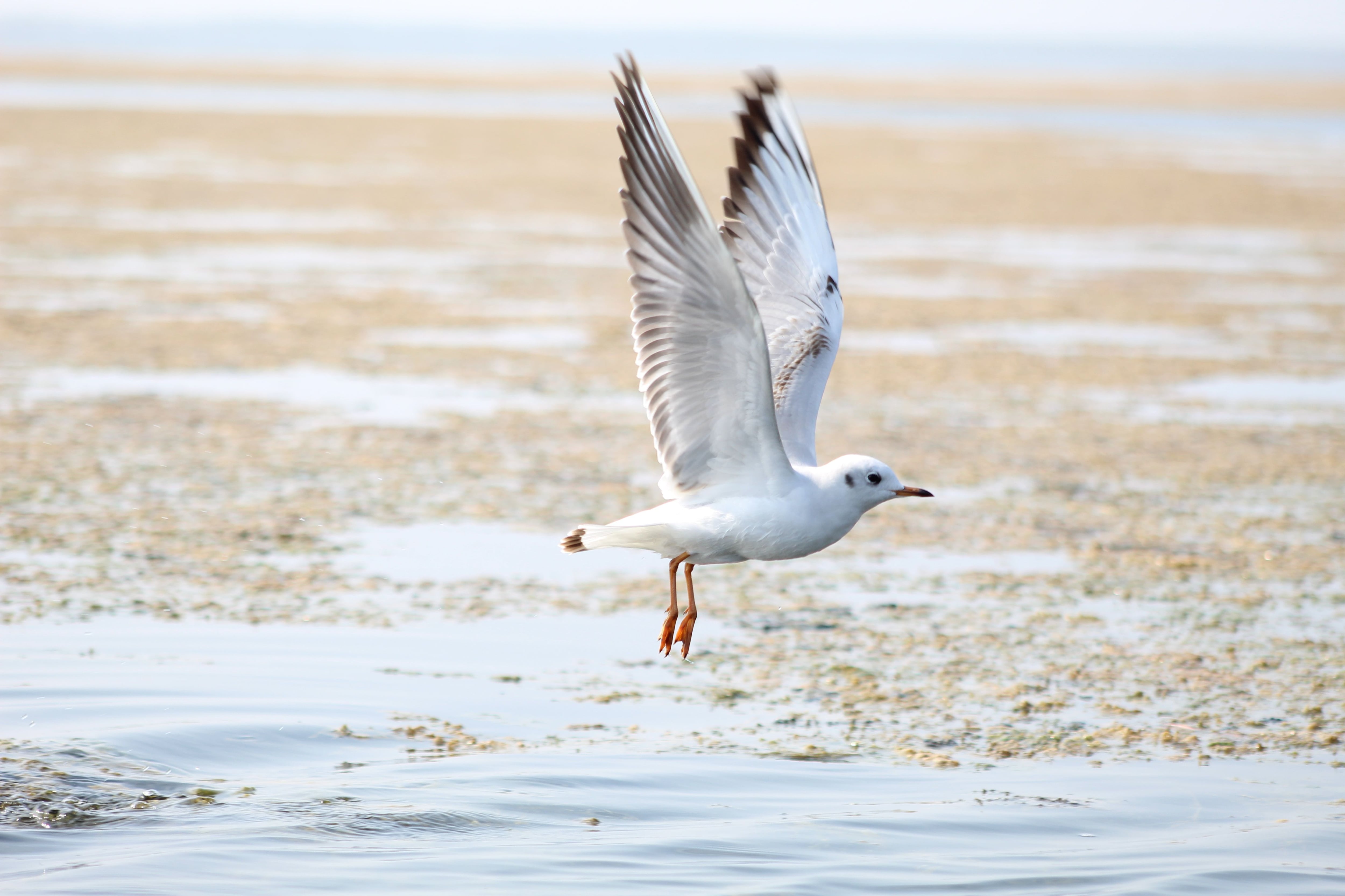 ¿Cómo los pájaros volaron por primera vez?