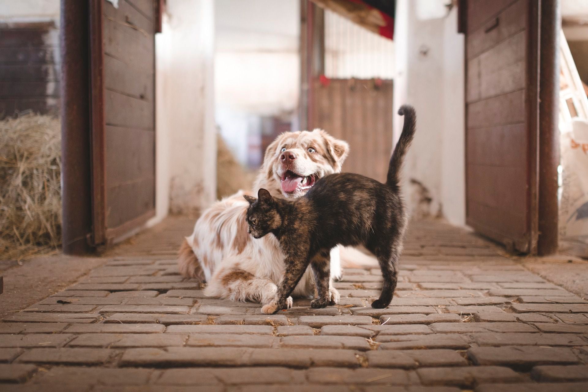 Perros y gatos