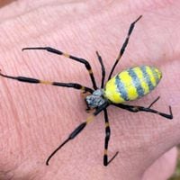 Así es la araña Joro que invade Estados Unidos: tiene la capacidad de “volar” y resalta por su color amarillo