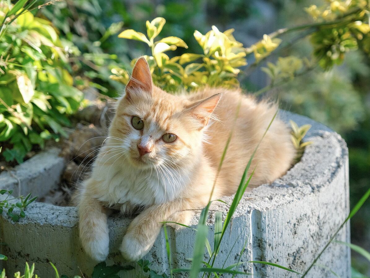 Cuáles son los peligros que hay en el hogar para los gatos - La Tercera