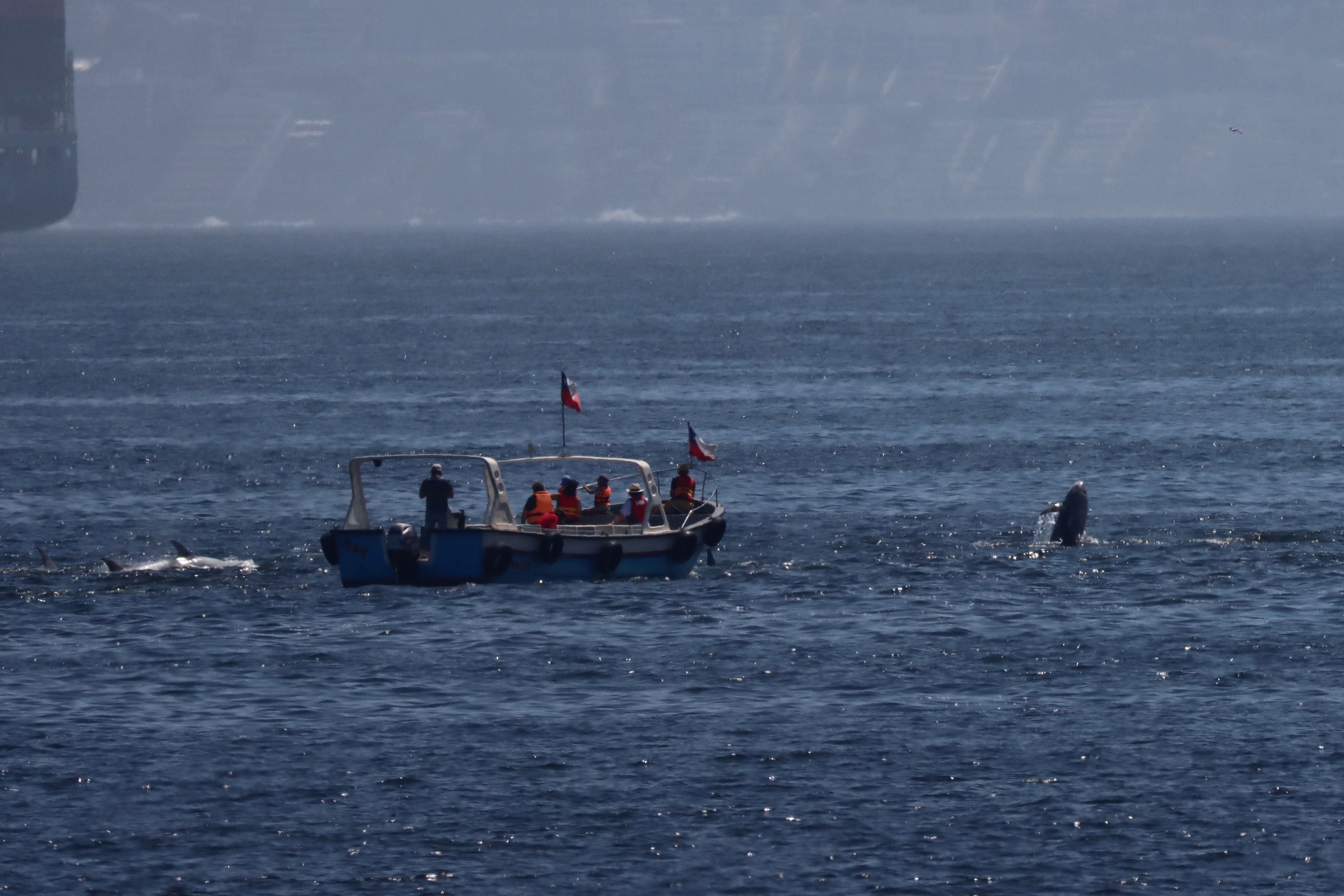 Delfines Valparaíso