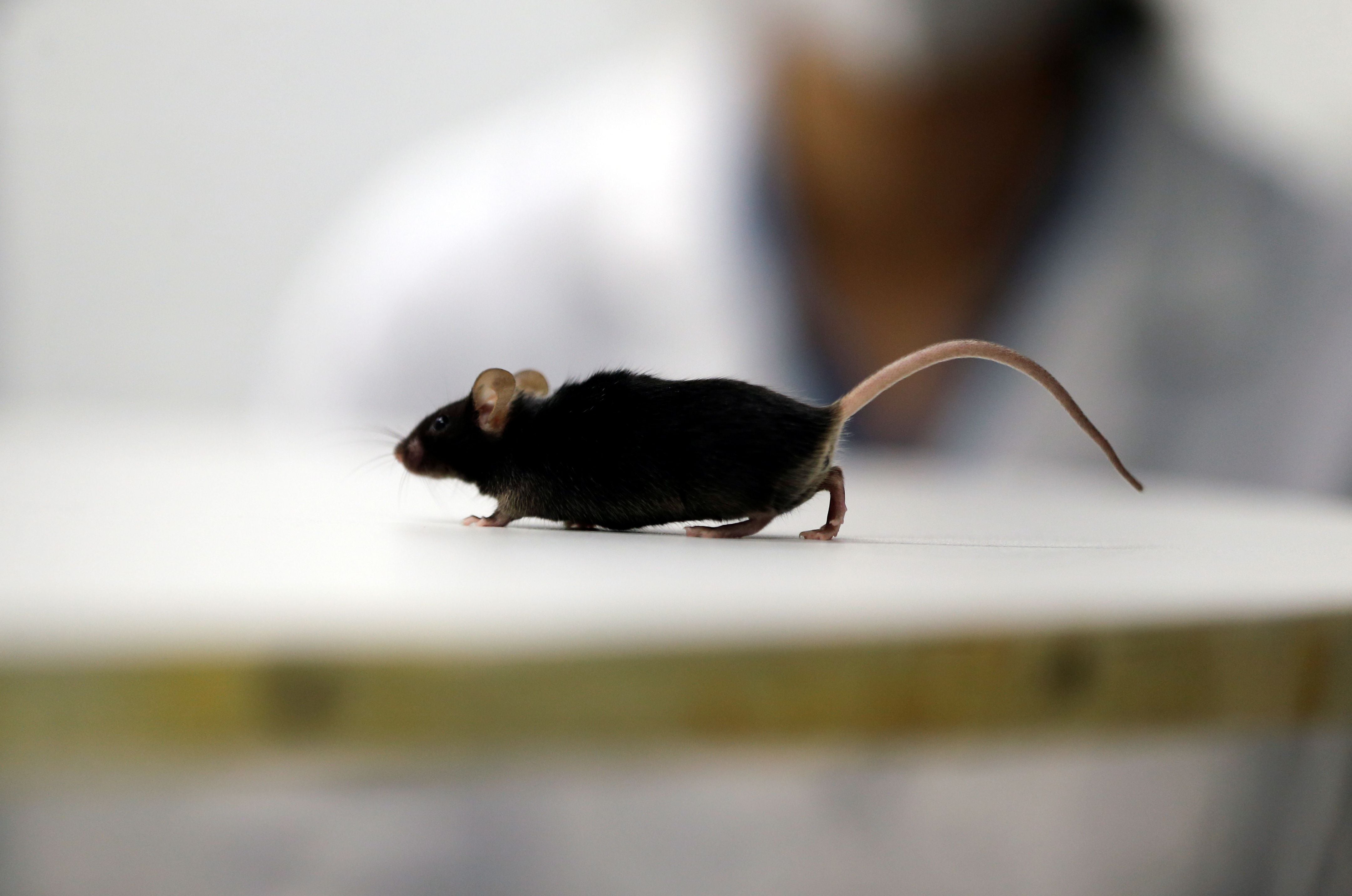 Scientists discover way to restore ability to walk in mice