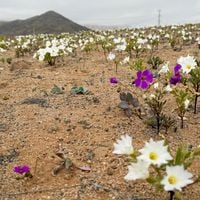 No ocurría hace una década: desierto de Atacama florece en pleno invierno