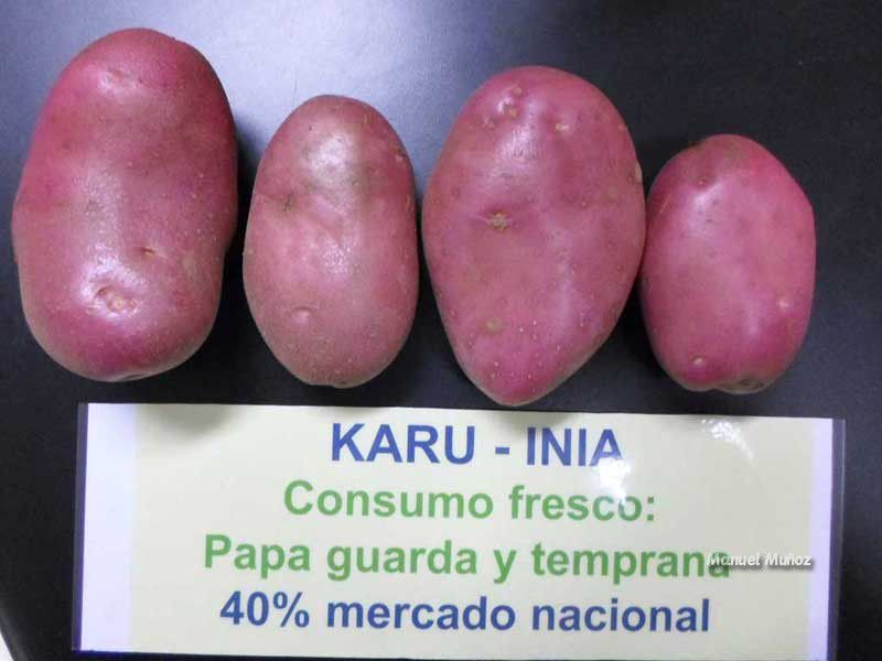 Papa karú