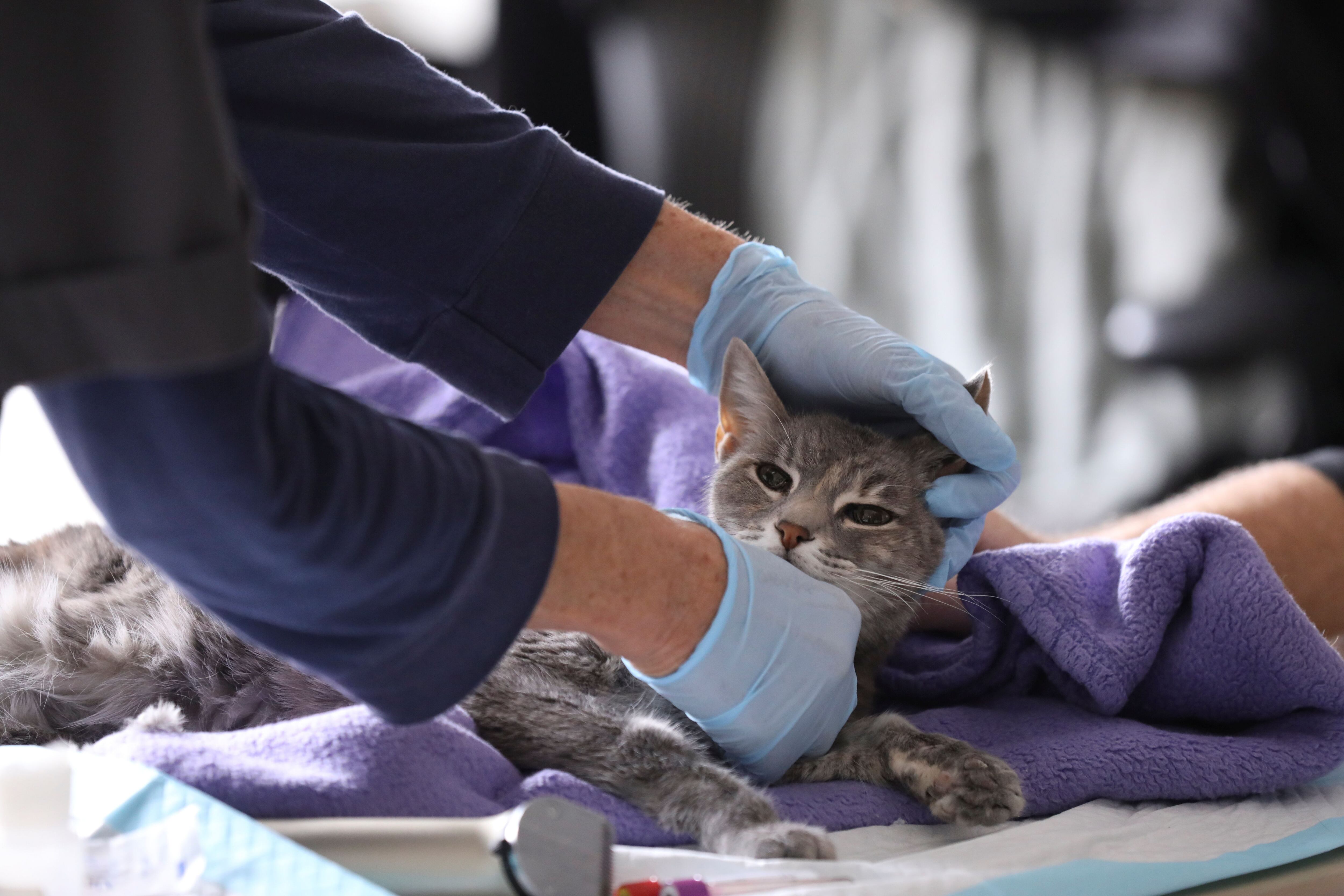 Home vet visits in New York during the outbreak of the coronavirus disease (COVID-19)