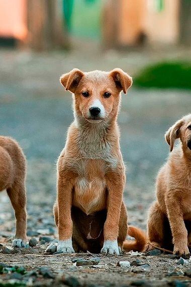 Una De Cada Cuatro Personas Apoya La Eutanasia De Perros La Tercera