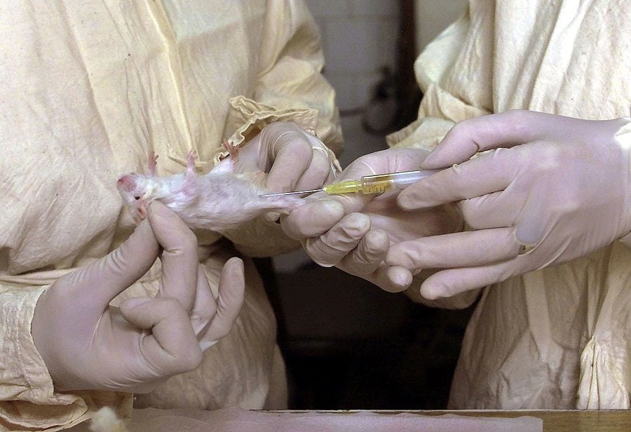 Two workers at the "Most Contagious Bacterial Infections Laboratory" in Sofia inject a mouse with a ..